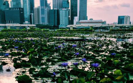 a lake in the foreground with a skyline of skyscrapers
