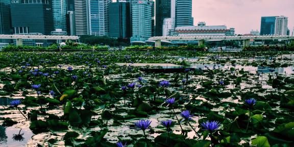 a lake in the foreground with a skyline of skyscrapers
